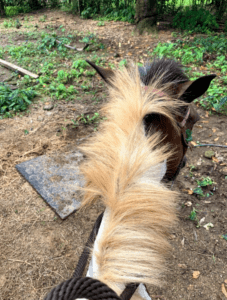 View of the horse's neck and head from the rider's perspective 