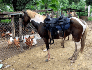 Brown and white spotted horse with saddle