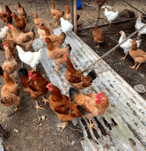 Chickens standing on aluminium siding in a chicken pen