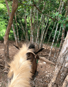 Horse stopping right in front of a wire fence