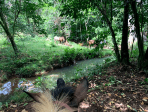 3 horses grazing in a field that is across a small stream from rider