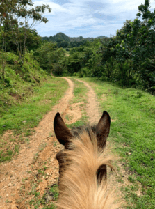 Horse rider view from the saddle