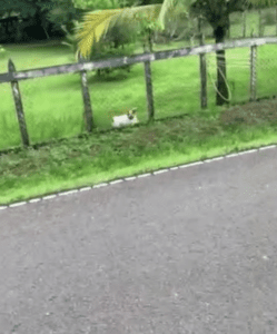 Small dog running along side of the road 